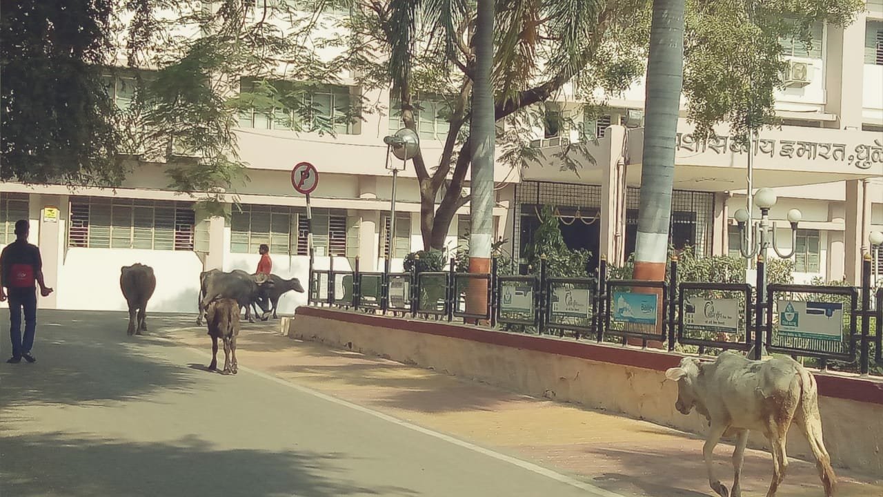 ज़िला अधिकारी कार्यालय में सलामी देने पहुंची भैंसे, प्रशासन की अनदेखी से आवारा पशुओं की घुसपैठ जारी | New India Times