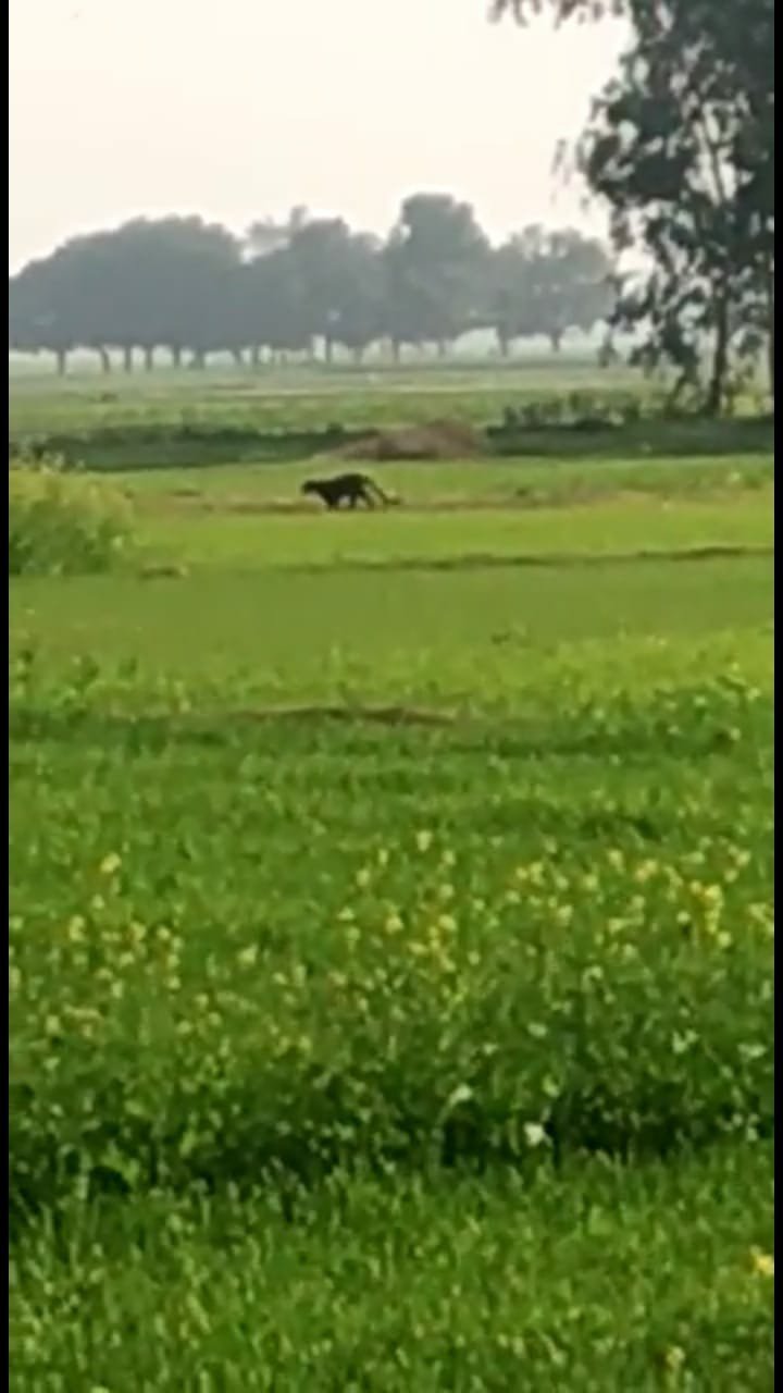 बहराइच जिला के कतर्निया जंगल के तेंदुओं की घुसपैठ से ग्रामीणों में दहशत, गांव में घुसे तेंदुए के हमले से रेंजर सहित कई अन्य घायल | New India Times