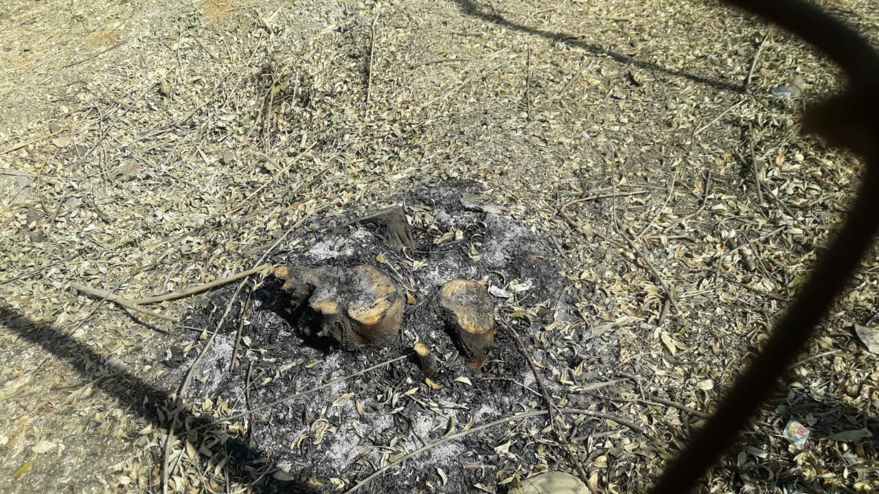 बुलढाणा में DFO कार्यालय के अहाते में मौजूद पेडों पर चलाई आरी, अवैध तरीके से कई पेडों को काटा गया | New India Times