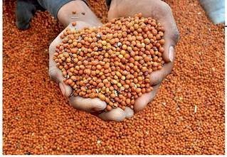 समर्थन मूल्य पर तुअर की खरीदी एक मार्च से होगी प्रारंभ | New India Times