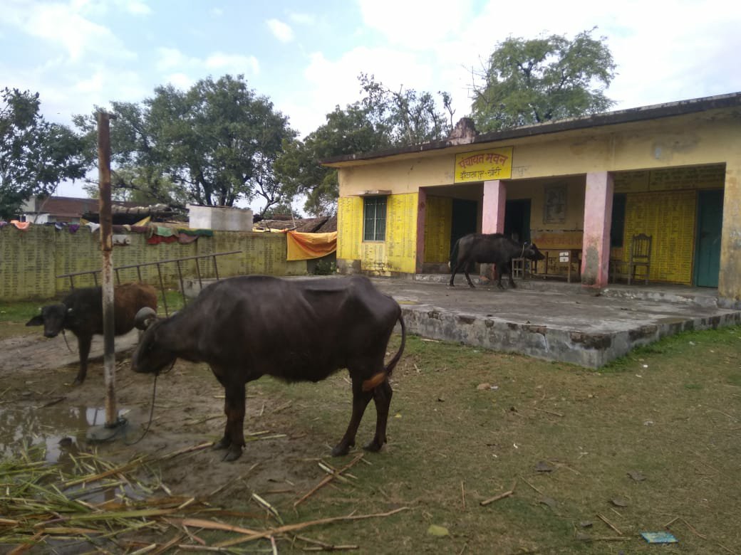 पंचायत भवन बना जानवरों का बसेरा, स्वच्छ भारत अभियान को लगाया जा रहा है पलीता | New India Times