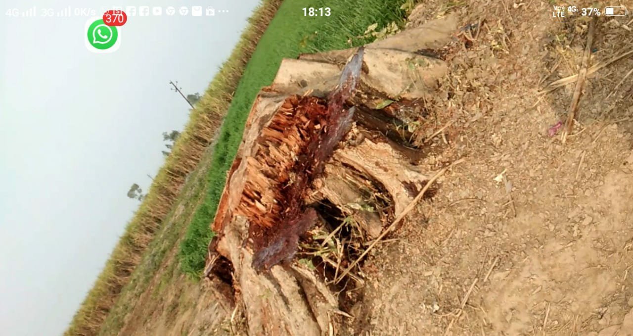 महेशपुर रेंज में राजनेताओं के संरक्षण व प्रशासन की मिलीभगत से कई स्थानों पर धड़ल्ले से हो रहा है अवैध कटान | New India Times