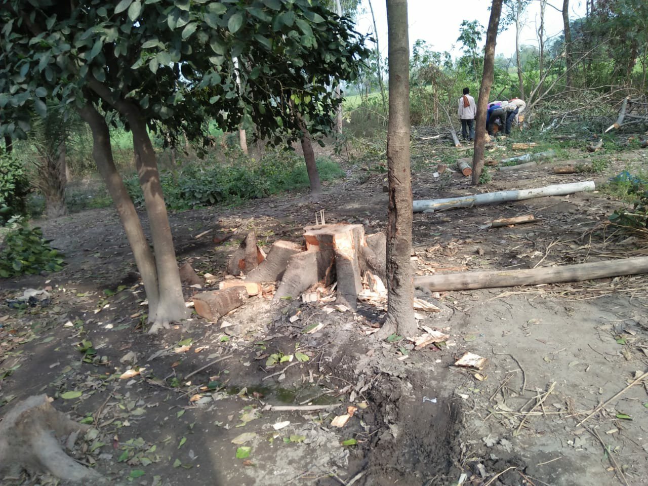 महेशपुर रेंज में राजनेताओं के संरक्षण व प्रशासन की मिलीभगत से कई स्थानों पर धड़ल्ले से हो रहा है अवैध कटान | New India Times