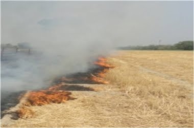 फसल कटाई के बाद बचे अवशेषों के जलाने पर जिले में लगा पूर्ण प्रतिबंध | New India Times