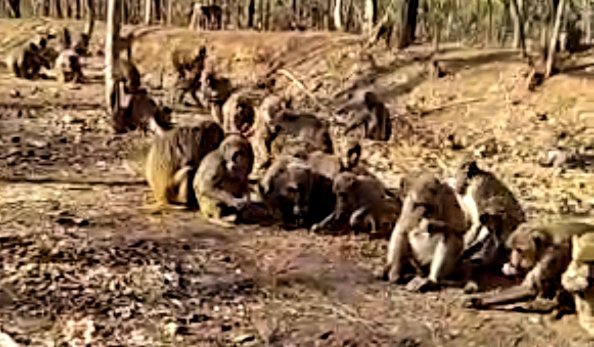 हनुमान जयंती पर सरपंच ने बंदरों को कराई गई दस किलो चने की दावत, सरपंच के गाड़ी की आवाज सुनते ही जमा हो जाते हैं सैकड़ों बंदर | New India Times