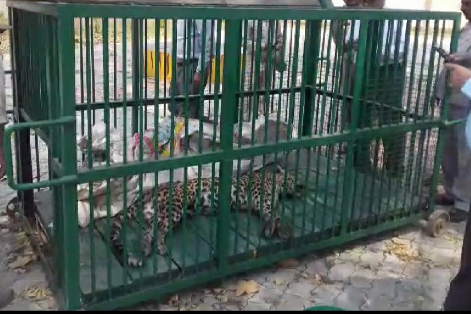 आबादी में घुस कर ग्रामीणों को शिकार बनाने वाले आदमखोर तेंदुए को ग्रामीणों ने उतारा मौत के घाट | New India Times