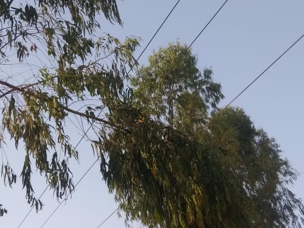 बिज़ली के तार से निकली चिंगारी से गेहूं की फसल में लगी आग, पांच बीघा गेहूं की फसल जलकर राख | New India Times