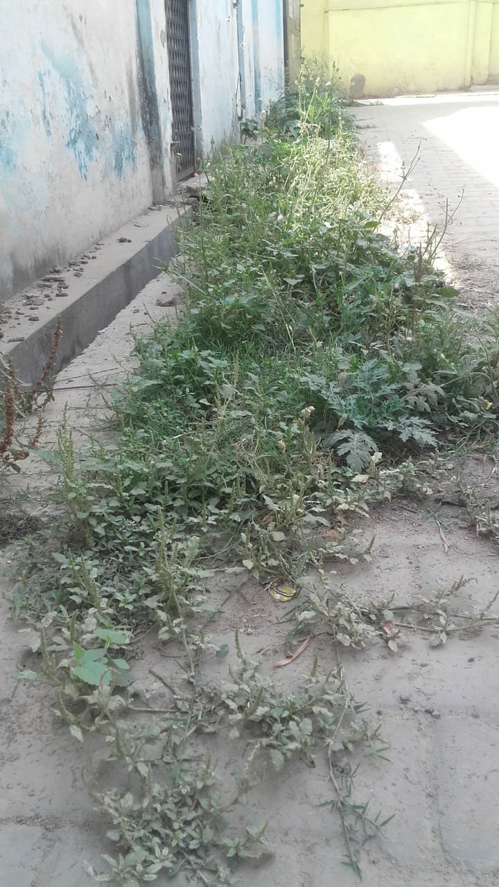 विकास कार्य से वंचित विकास खण्ड सदर की ग्राम पंचायत राजापुर पिपरिया में सफाई कर्मी नदारद, जगह-जगह लगा कूड़े का अंबार | New India Times