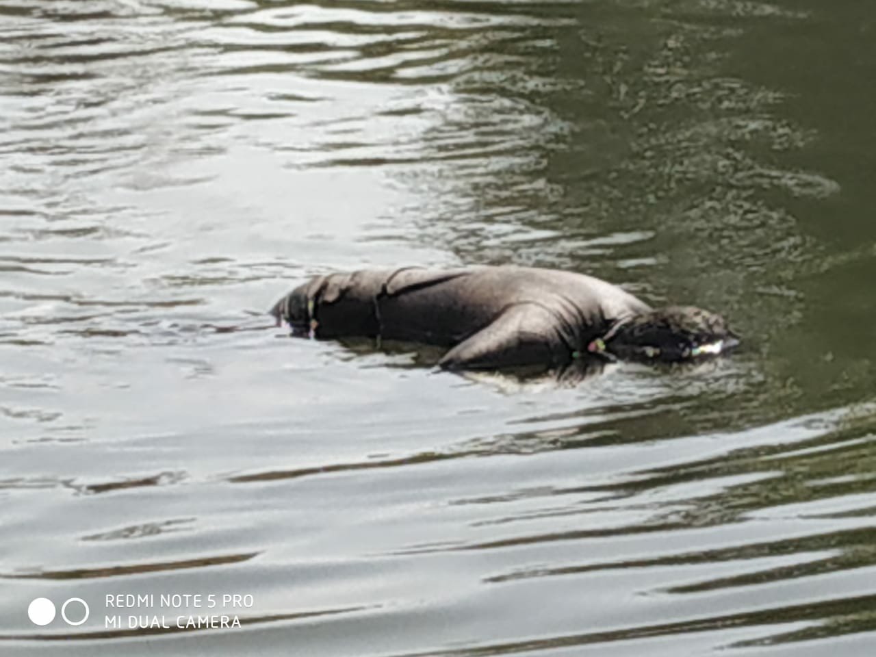 प्रसिद्ध दूधेश्वर मंदिर के पीछे नेगड़ी नदी में मिली तैरती हुई लाश | New India Times