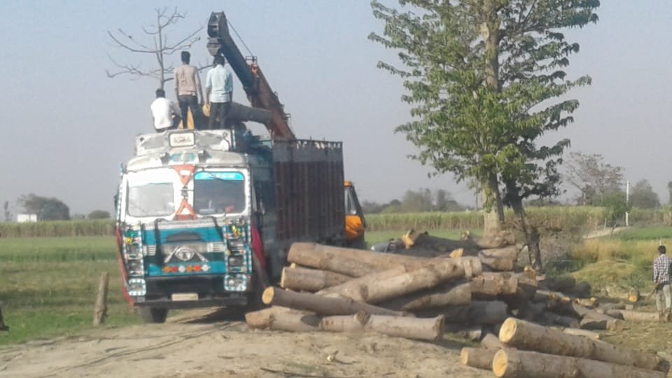 क्या पुलिस और वन विभाग की मिलीभगत से हो रहा है पेड़ों का अवैध कटान? अवैध रूप से काट गये लकड़ी को पहले पकड़ने फिर मोटी रकम वसूल कर छोड़ने का वन विभाग पर आरोप | New India Times