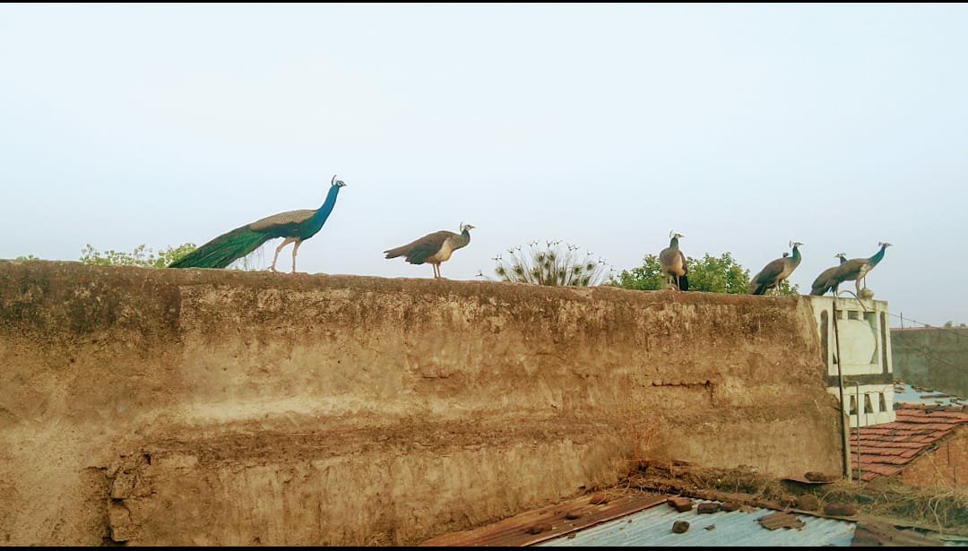 राष्ट्रीय मानवाधिकार एवं महिला बाल विकास आयोग के सदस्यों ने की झकनावदा में राष्ट्रीय पक्षी मोर के लिए मोर अभ्यारण केंद्र बनाने की मांग | New India Times