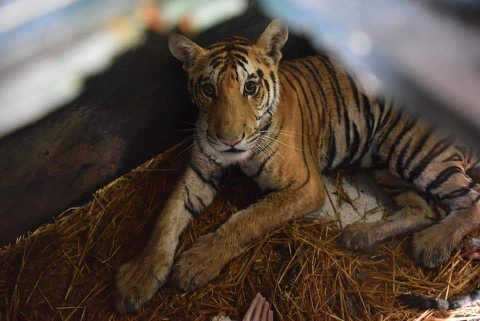 हमला करने वाले बाघ को रेसक्यू कर मुकुंदपुर किया गया रवाना | New India Times