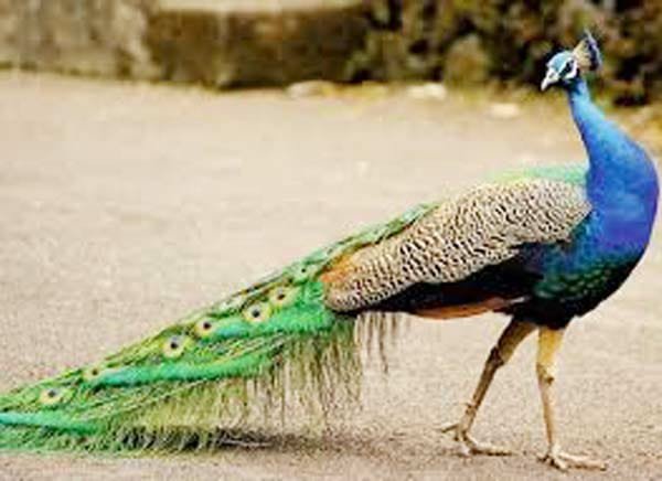 जागरूक नागरिकों ने एक मोर को कुत्ते का भोजन बनने से बचाया, राष्ट्रीय पक्षी मोर की सुरक्षा एवं संरक्षण को लेकर प्रशासन उदासीन | New India Times