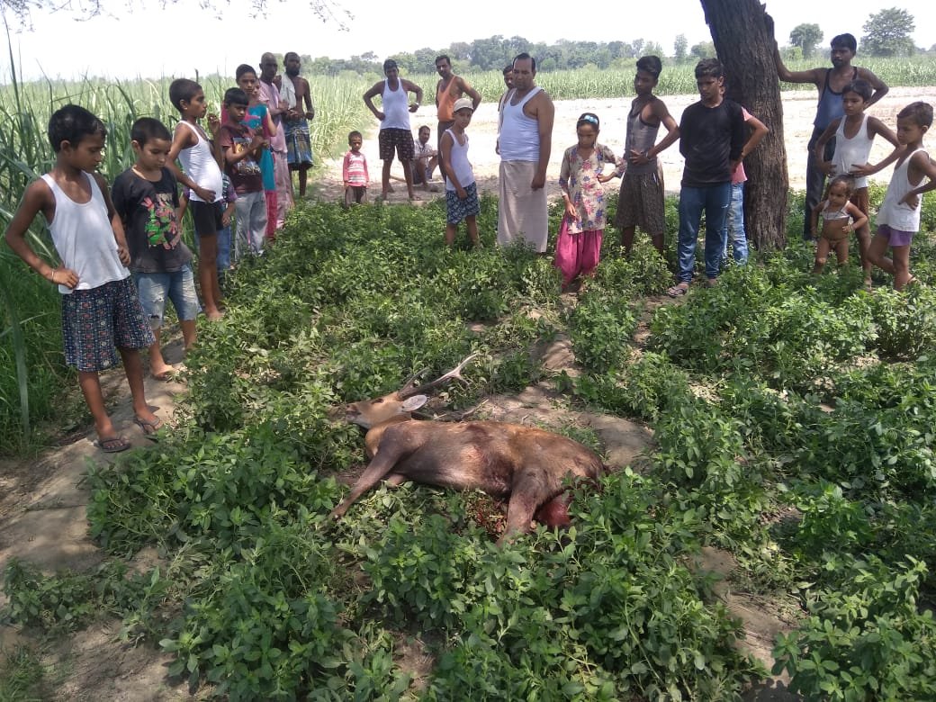 जंगल से पानी की तलाश में आबादी में घुसे हिरन को कुत्तों ने किया जख्मी, इलाज न मिलने से हिरण की गयी जान | New India Times