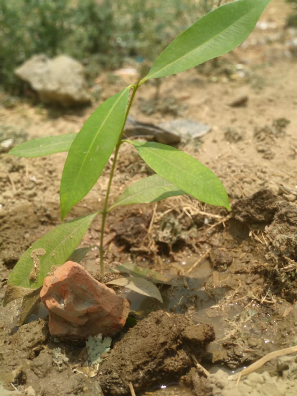 विश्व पर्यावरण दिवस पर जिले में कई जगह पर किया गया वृक्षारोपण, हिंदू युवा वाहिनी फतेहपुर के कार्यकर्ताओं ने किया वृक्षारोपण 2 विश्व पर्यावरण दिवस पर जिले में कई जगह पर किया गया वृक्षारोपण, हिंदू युवा वाहिनी फतेहपुर के कार्यकर्ताओं ने किया वृक्षारोपण | New India Times