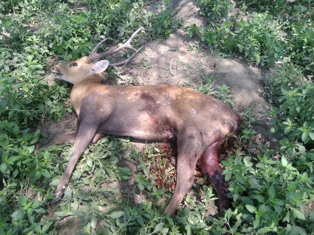 जंगल से पानी की तलाश में आबादी में घुसे हिरन को कुत्तों ने किया जख्मी, इलाज न मिलने से हिरण की गयी जान | New India Times