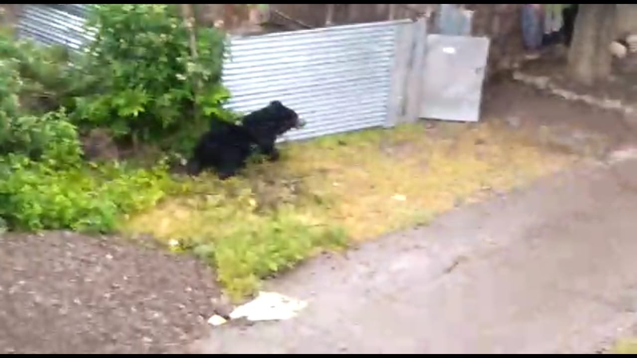 गांव में घुसे भालू ने किराना दुकान के खाद्य तेल की उडाई दावत, ग्रामीणों में मचा था हड़कंप | New India Times