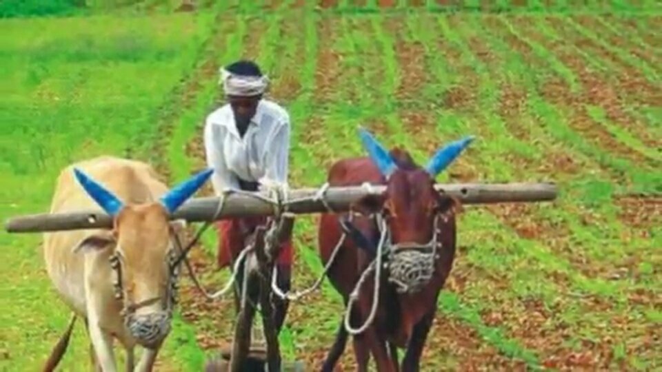 मानसून से किसानों के खिले चेहरे | New India Times