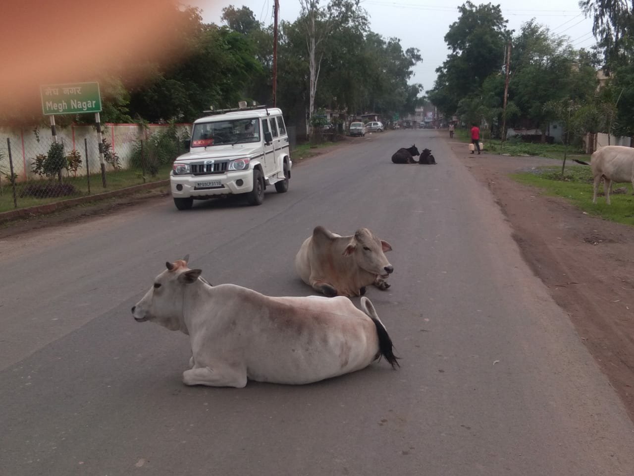 आवारा पशुओं की भरमार से झाबुआ जिला के लोग परेशान | New India Times