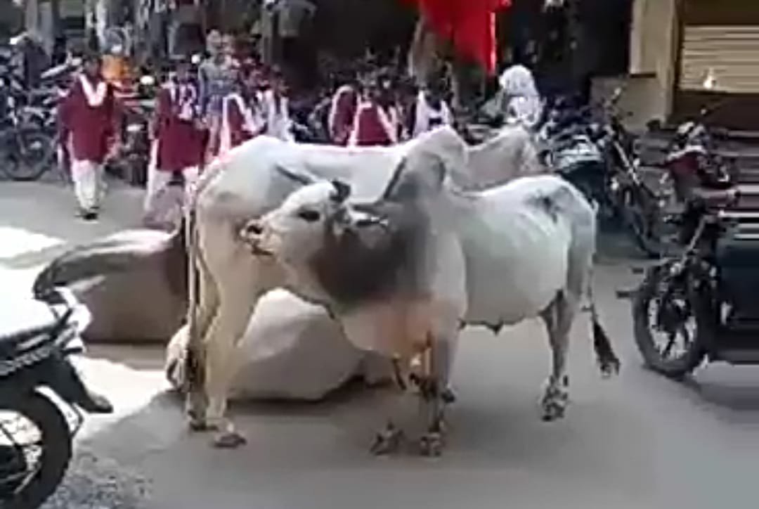 आवारा पशुओं की भरमार से झाबुआ जिला के लोग परेशान | New India Times