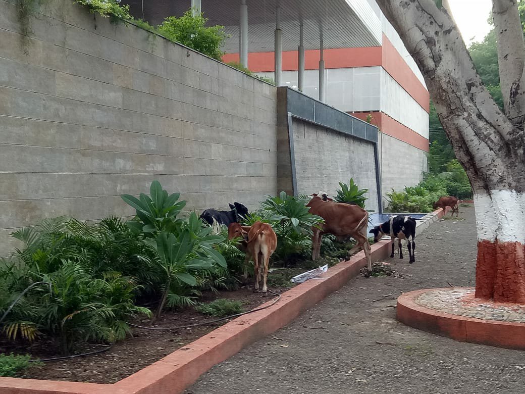 धुलिया नगर निगम कार्यालय बना आवारा पशुओं का बसेरा | New India Times
