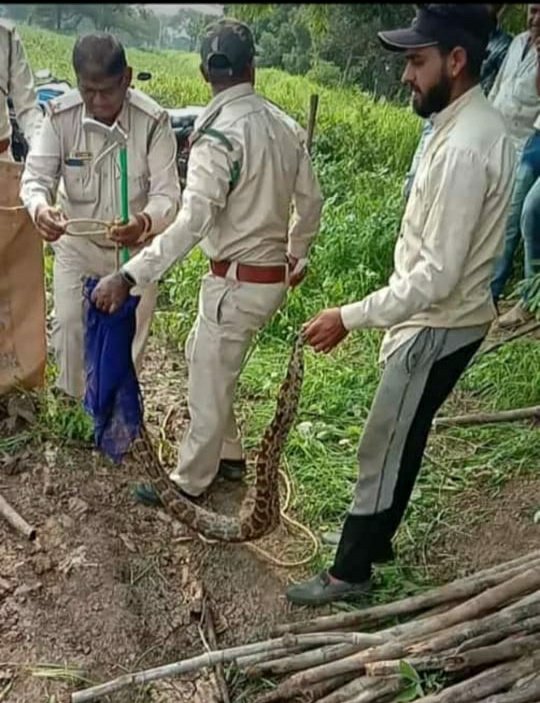 झाबुआ जिले के सेमलिया में नजर आया अजगर, ग्रामीणों में मचा हड़कंप | New India Times