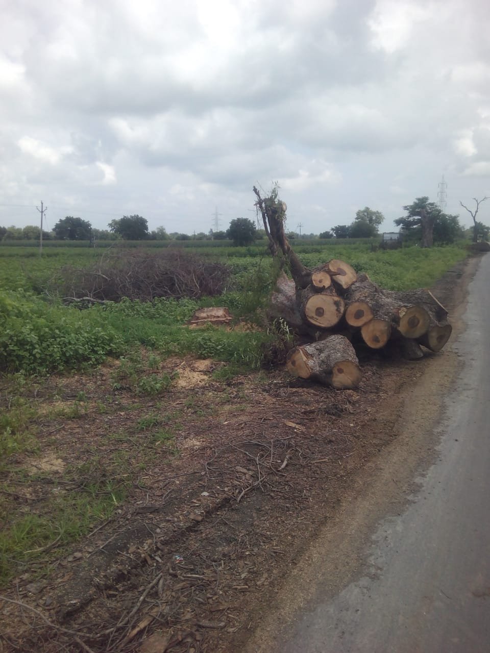 एरंडोल-नेरी राजमार्ग निर्माण कार्य के लिए ठेकेदार ने गैरकानूनी तरीके से काटे लगभग 15 लाख रुपयों के पेड़ | New India Times