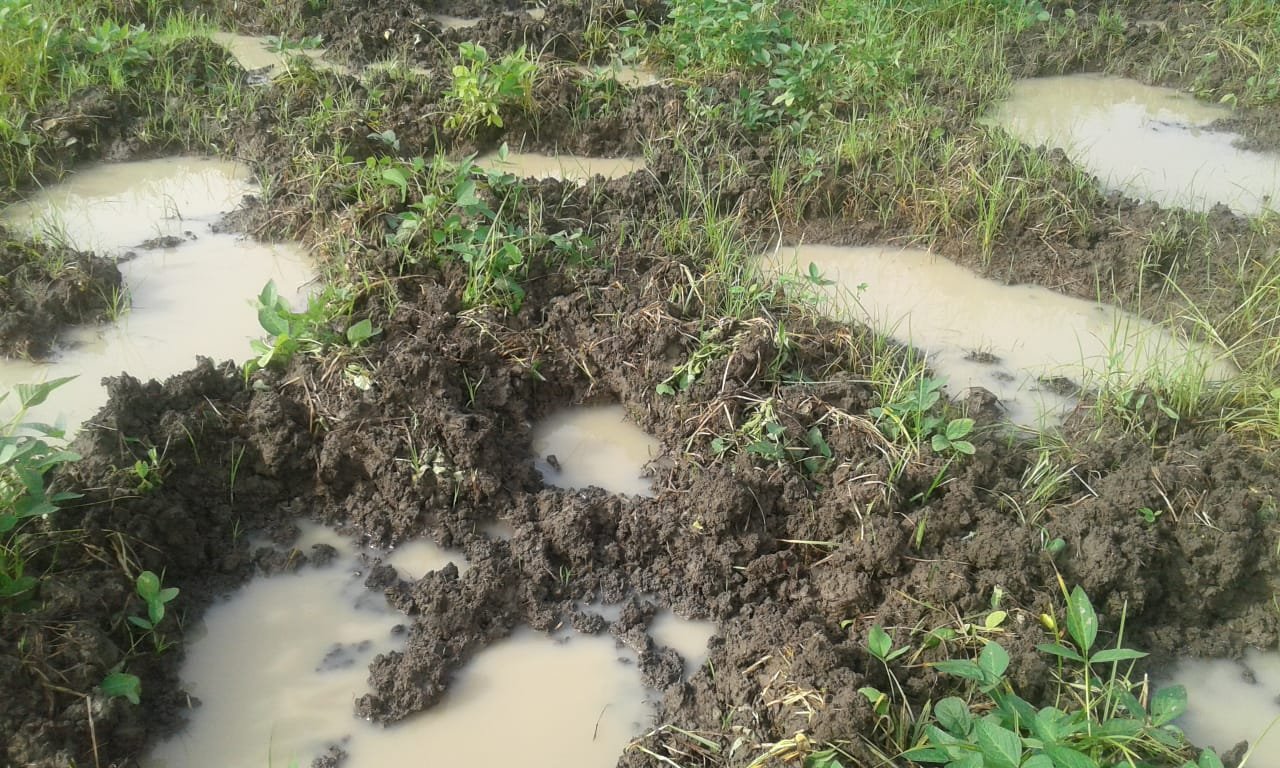 वन क्षेत्र के नजदीक के गांवों में फसलें चौपट कर रहे हैं जंगली सुअर | New India Times