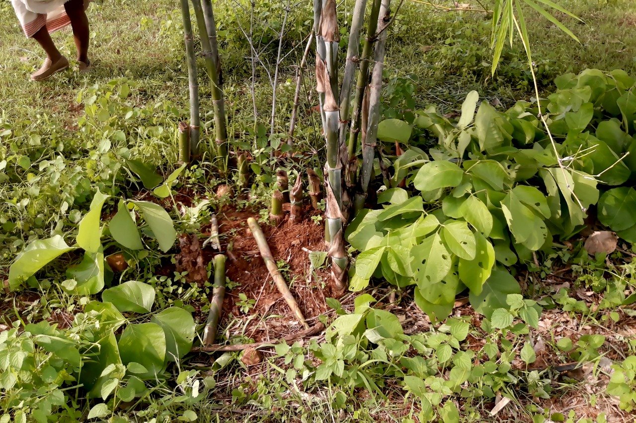 कांग्रेस की सरकार में आदिवासियों का हो रहा है खुलकर शोषण, आदिवासियों की जमीनों पर हो रहा है अवैध कब्जा | New India Times