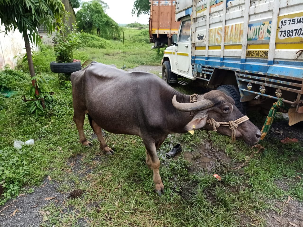 भैंस चोरी के आरोप में पति-पत्नी गिरफ्तार, चोरी की भैंस बरामद | New India Times