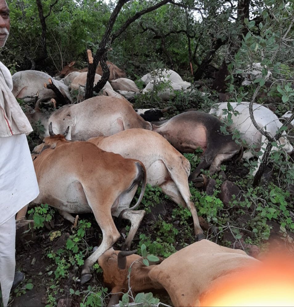 आकाशीय बिजली गिरने से 28 जानवरों की हुई मौत | New India Times