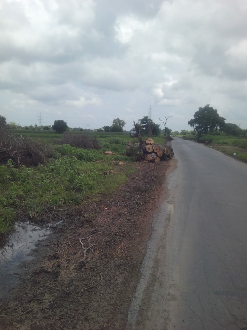 एरंडोल-नेरी राजमार्ग निर्माण कार्य के लिए ठेकेदार ने गैरकानूनी तरीके से काटे लगभग 15 लाख रुपयों के पेड़ | New India Times