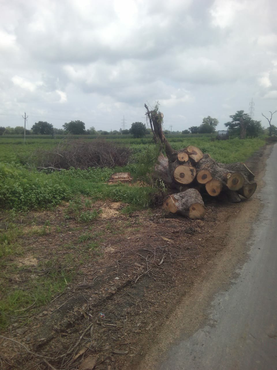 एरंडोल-नेरी राजमार्ग निर्माण कार्य के लिए ठेकेदार ने गैरकानूनी तरीके से काटे लगभग 15 लाख रुपयों के पेड़ | New India Times