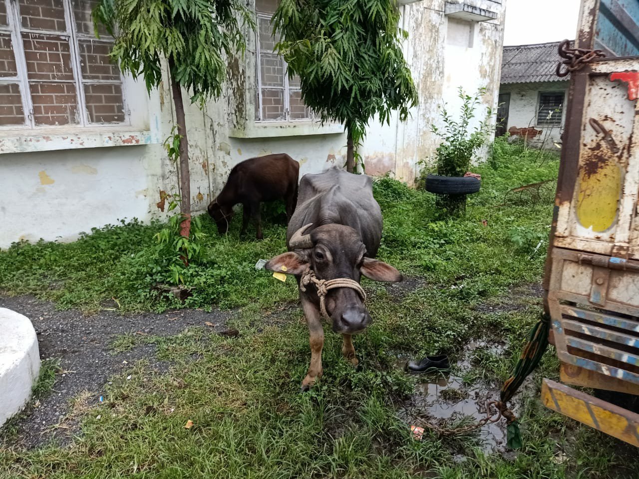 भैंस चोरी के आरोप में पति-पत्नी गिरफ्तार, चोरी की भैंस बरामद | New India Times