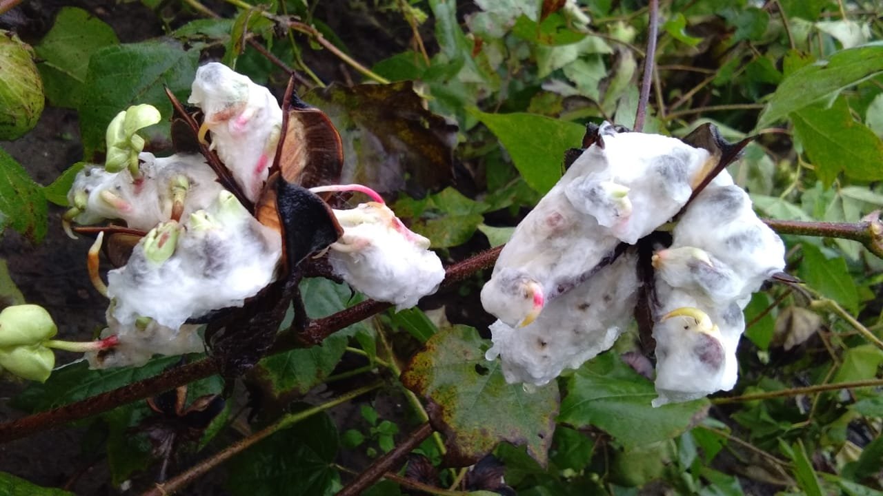 सत्ता कि बंदरबाट में उलझी महायुती, झमाझम बारिश से फ़सलें बर्बाद | New India Times