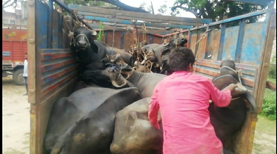 8 गाड़ियों में निर्दयता से भरे 99 पशुओं के साथ 8 आरोपी गिरफ्तार, पशु क्रूरता अधिनियम के तहत की गई कार्रवाई | New India Times