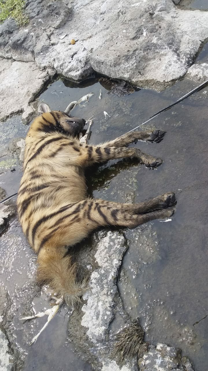 जंगल छोड़ कस्बे में आकर अपनी प्यास बुझाना जंगली जानवर को पड़ा भारी | New India Times