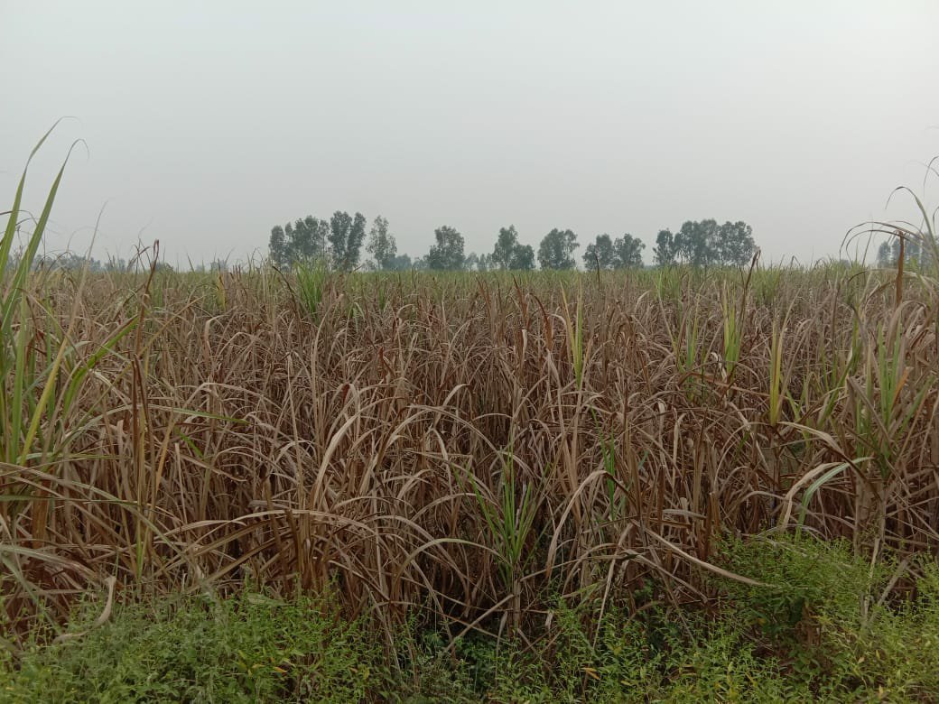 रेड राॅट (गन्ना कैंसर) बीमारी से सूख रही हैं गन्ने की फसलें, कृषि व गन्ना विभाग बीमारी को रोकने में नाकाम, किसानों में फैल रही है मायूसी | New India Times