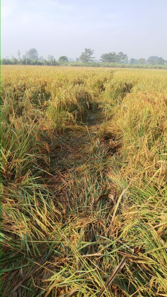 लखीमपुर-खीरी जिले में जंगली हाथियों का उत्पात जारी, किसानों की फसलों को पहुंच रहा है काफी नुकसान | New India Times