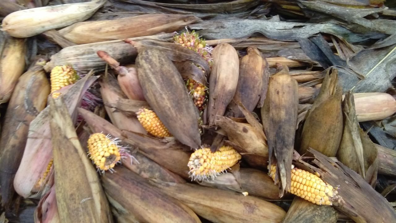 सत्ता कि बंदरबाट में उलझी महायुती, झमाझम बारिश से फ़सलें बर्बाद | New India Times