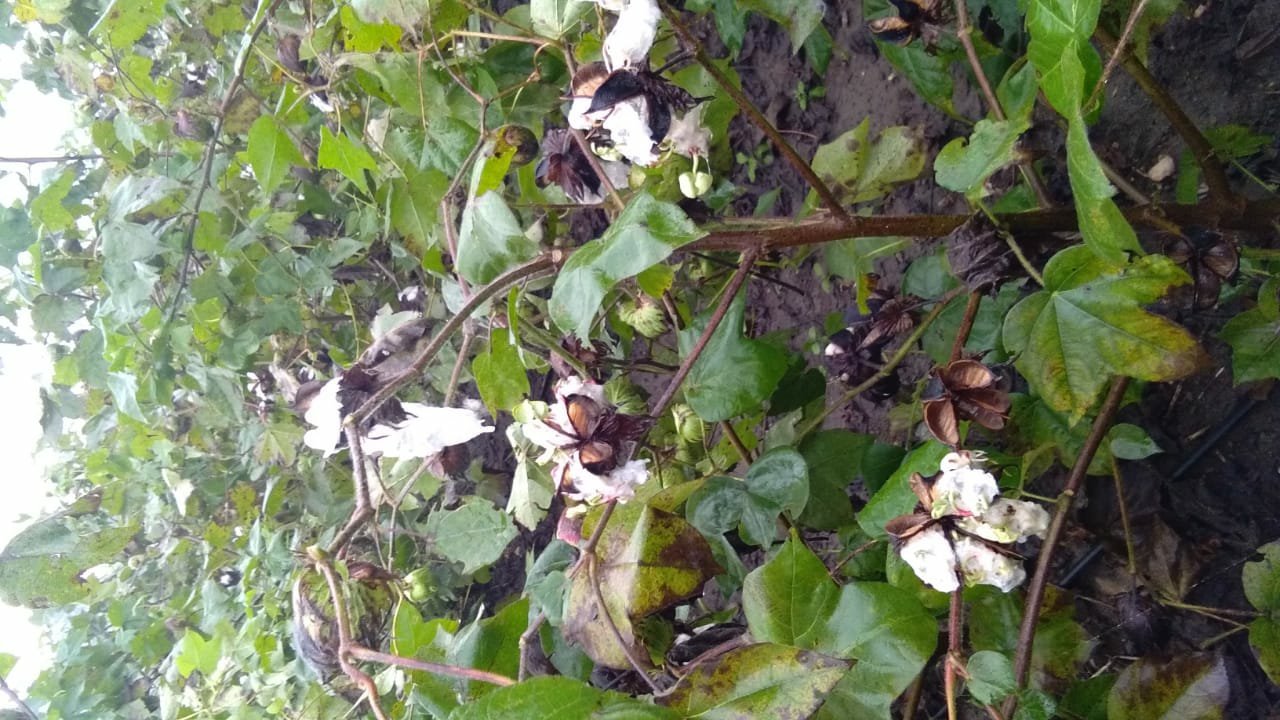 सत्ता कि बंदरबाट में उलझी महायुती, झमाझम बारिश से फ़सलें बर्बाद | New India Times