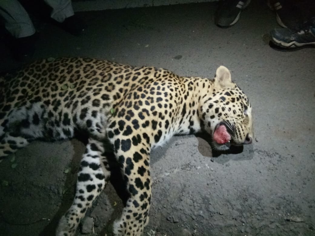 मुंबई-आगरा रोड़ पर तेज रफ्तार कार से टकराया तेंदुआ, तेंदुए की मौत, शव वन विभाग के कब्जे में | New India Times