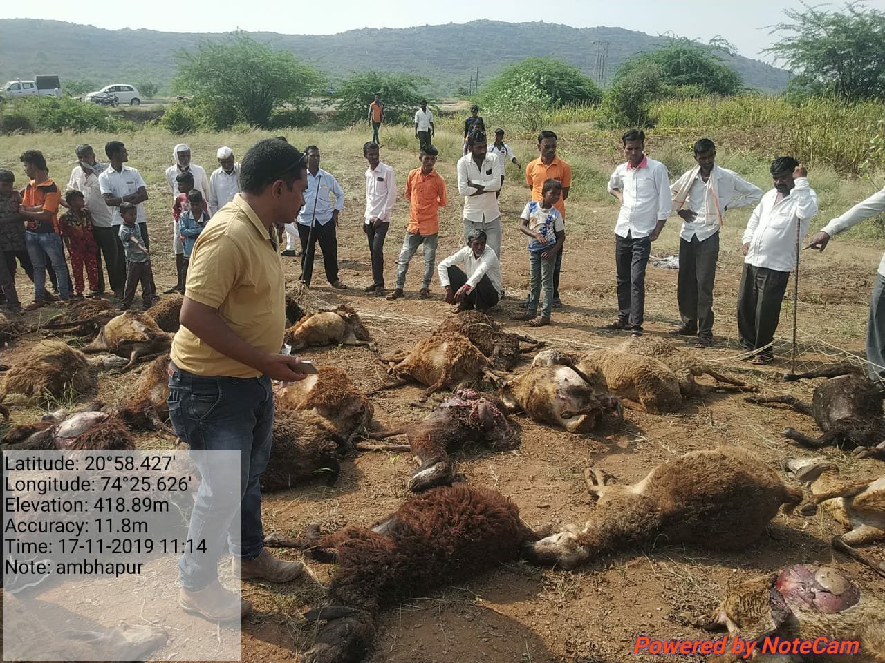 धुले जिला के साक्री तहसील के इच्छापुर गांव में तेंदुए ने भेड़ों के झुंड पर किया हमला, 71 भेंड़ों की गई जान | New India Times