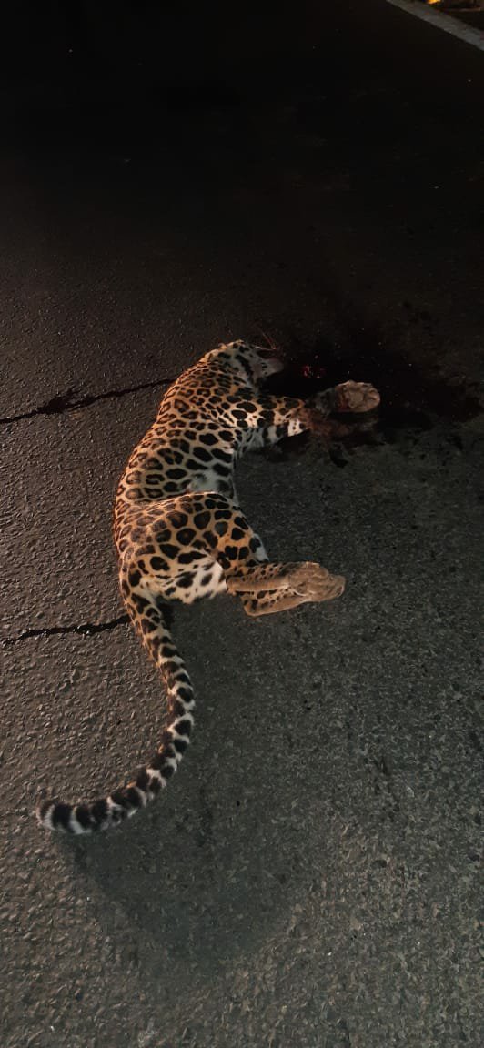 मुंबई-आगरा रोड़ पर तेज रफ्तार कार से टकराया तेंदुआ, तेंदुए की मौत, शव वन विभाग के कब्जे में | New India Times