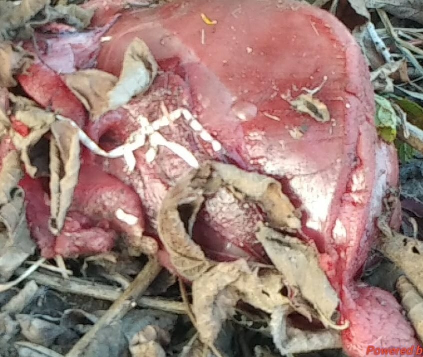 चीतल हिरण के मांस के साथ दो पुरूष एवं एक महिला गिरफ्तार | New India Times