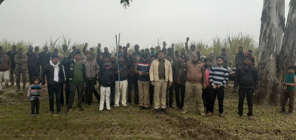 जंगल से निकले बाघ आवारा घूम रही गायों को बना रहे हैं अपना निवाला | New India Times