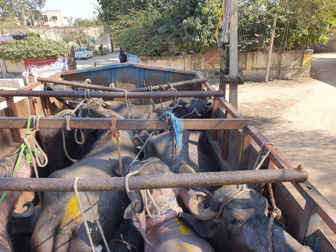 धौलपुर जिला के मनियां पुलिस ने 80 पशुओं से भरी दो गाड़ी पकड़ कर दो आरोपियों के खिलाफ पशु क्रूरता अधिनियम के तहत किया मामला दर्ज | New India Times