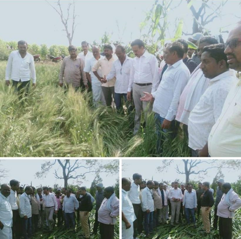 सोशल मीडिया पर ट्रोल होने वाले पूर्व मंत्री गिरीश महाजन ने किया कृषि नुकसान का मुआयना | New India Times