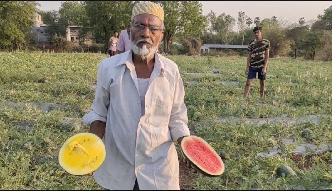 पाइनापल के स्वाद का पीला तरबूज, रमजान के पाक माह में क्षेत्र में पीले तरबूज की मांग बढ़ी | New India Times