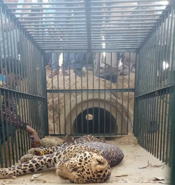 लखनऊ के गोसाईगंज क्षेत्र में दिखा तेंदुआ, रात भर कड़ी मशक्कत के बाद सुबह पकड़ा गया तेंदुआ | New India Times